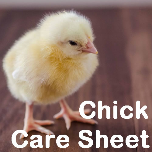 Baby Chick Care
